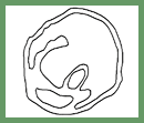 C2