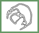T2